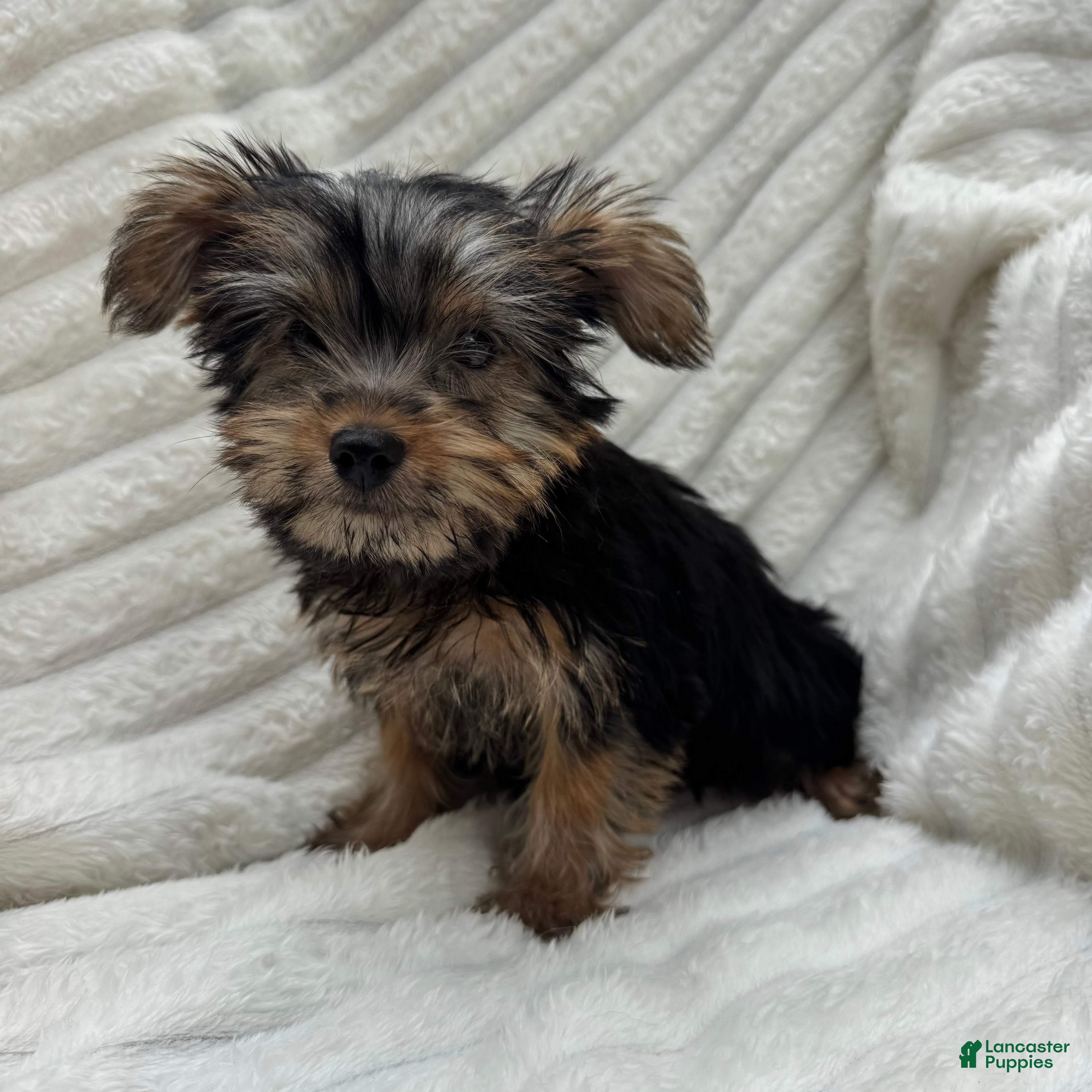Yorkshire Terrier dogs Vinny - Ad 2