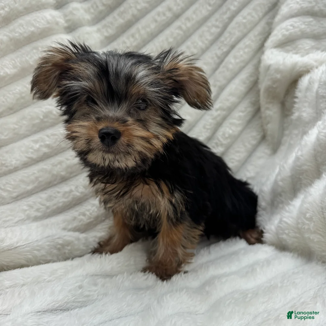 Yorkshire Terrier dogs for sale: Vinny - Ad 2