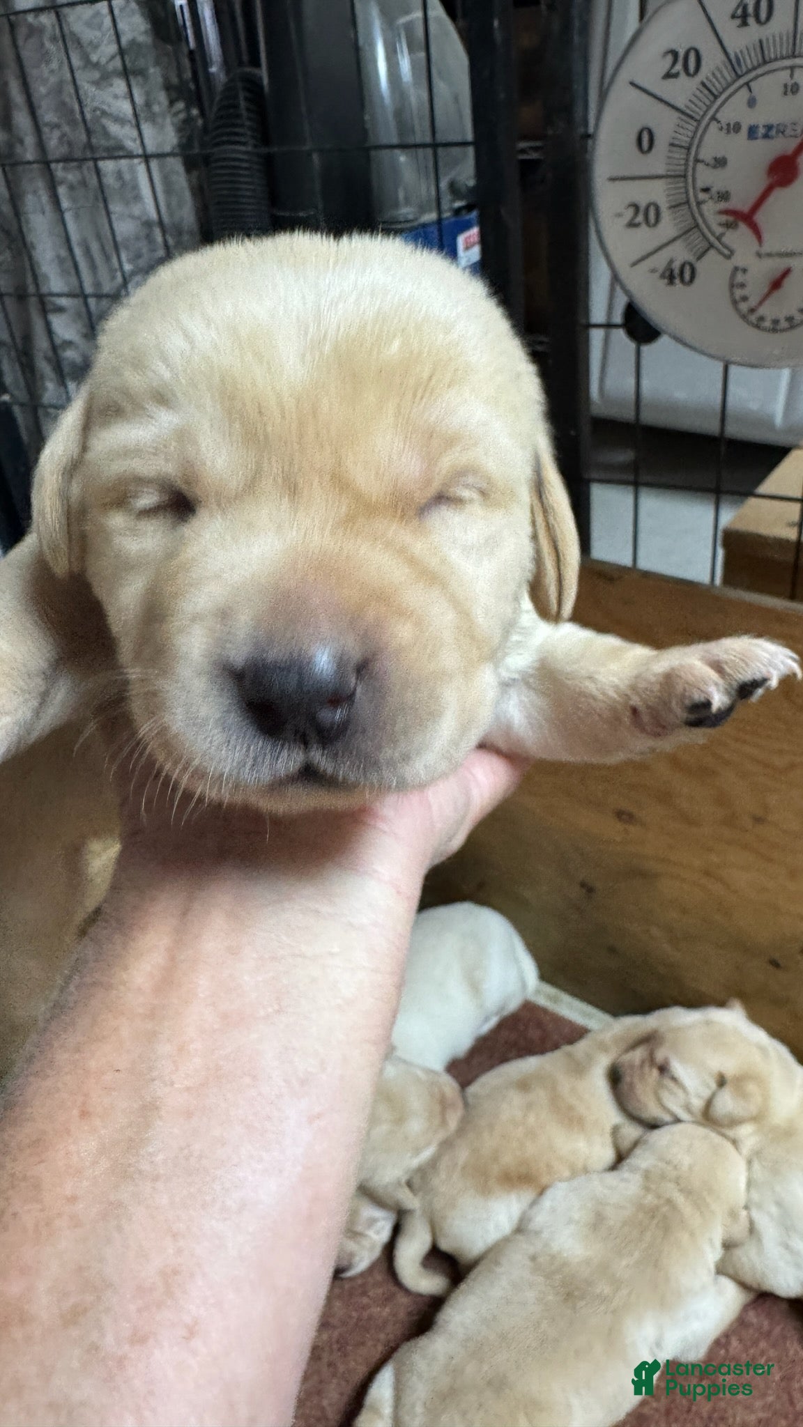 Labrador Retriever dogs Labrador Retriever 5 - Ad 1