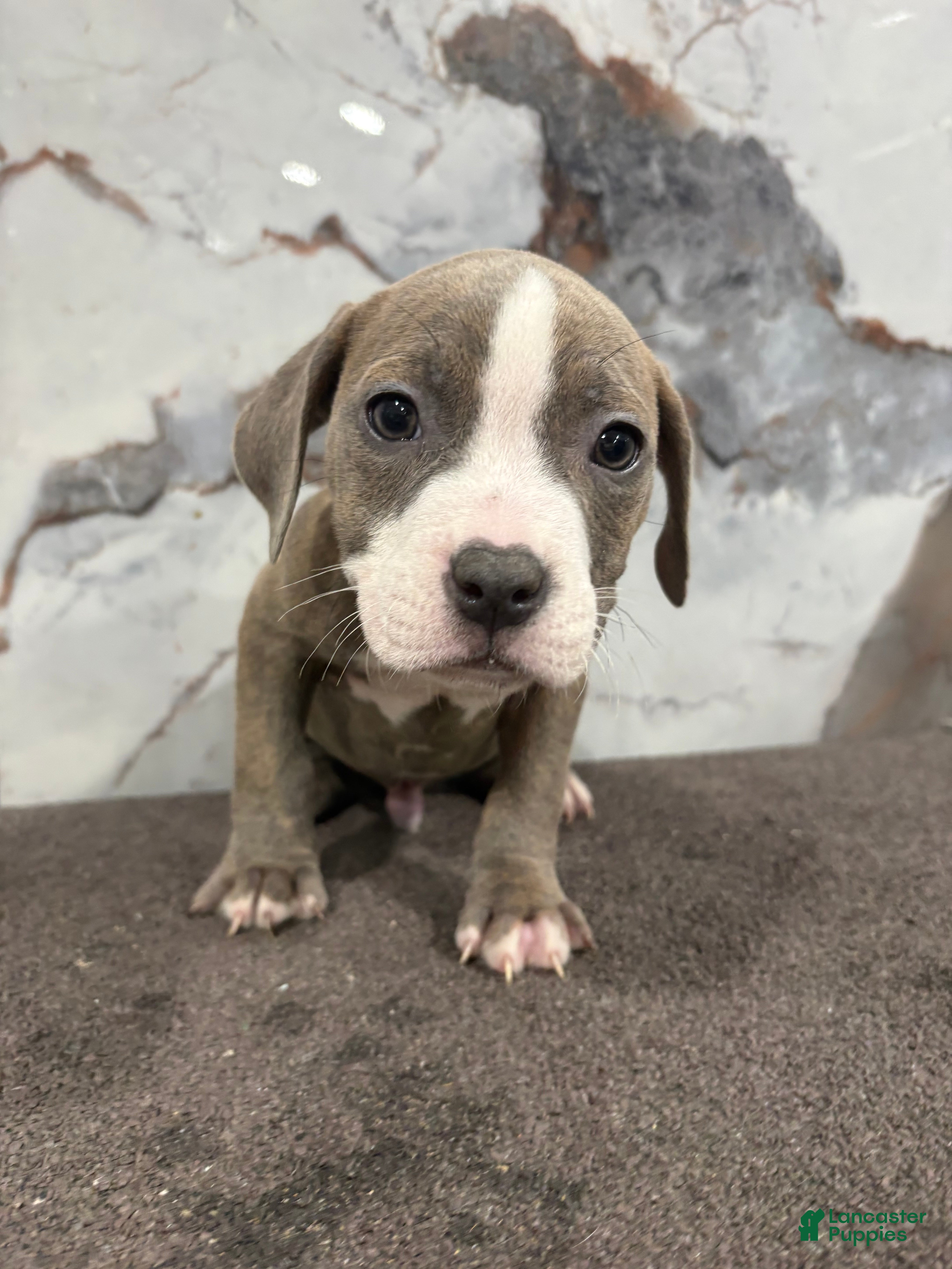 American Bully dogs Brindle  - Ad 2