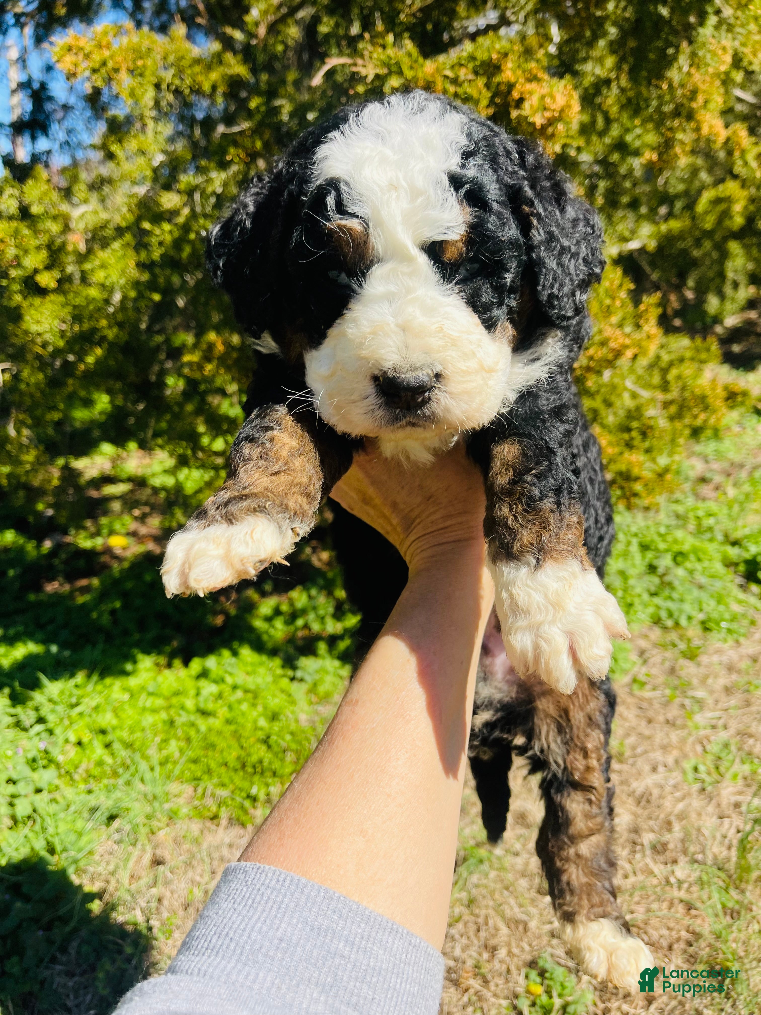 Bernedoodle dogs Bernedoodle “Cadbury” - Ad 5