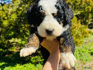 Bernedoodle dogs Bernedoodle “Cadbury” - Ad 5