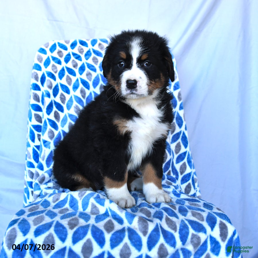 Bernese Mountain Dog dogs Jess  - Ad 1