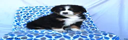 Bernese Mountain Dog dogs for sale: Jess  - Ad 1