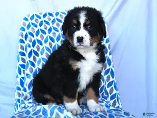 Bernese Mountain Dog dogs for sale: Jess - Ad 2