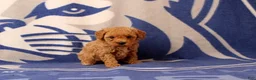 Toy Poodle dogs for sale: Fireman - Ad 1
