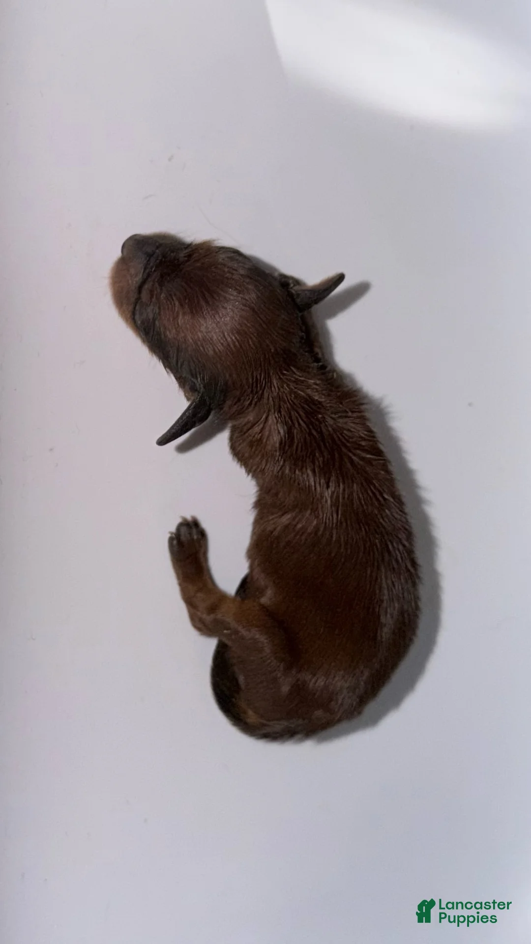 Miniature Dachshund dogs for sale: Midge-ACA Longhaired Miniature Dachshund-Small Parents (Sire AKC/Embark Tested-PRA clear) - Ad 2