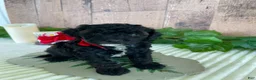 Mini Goldendoodle dogs for sale: Miss Wafer - Ad 8
