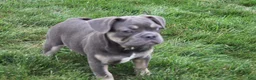 French Bulldog dogs for sale: Harry - Ad 3