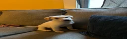 Labrador Retriever dogs for sale: Labrador Retriever 1 - Ad 3
