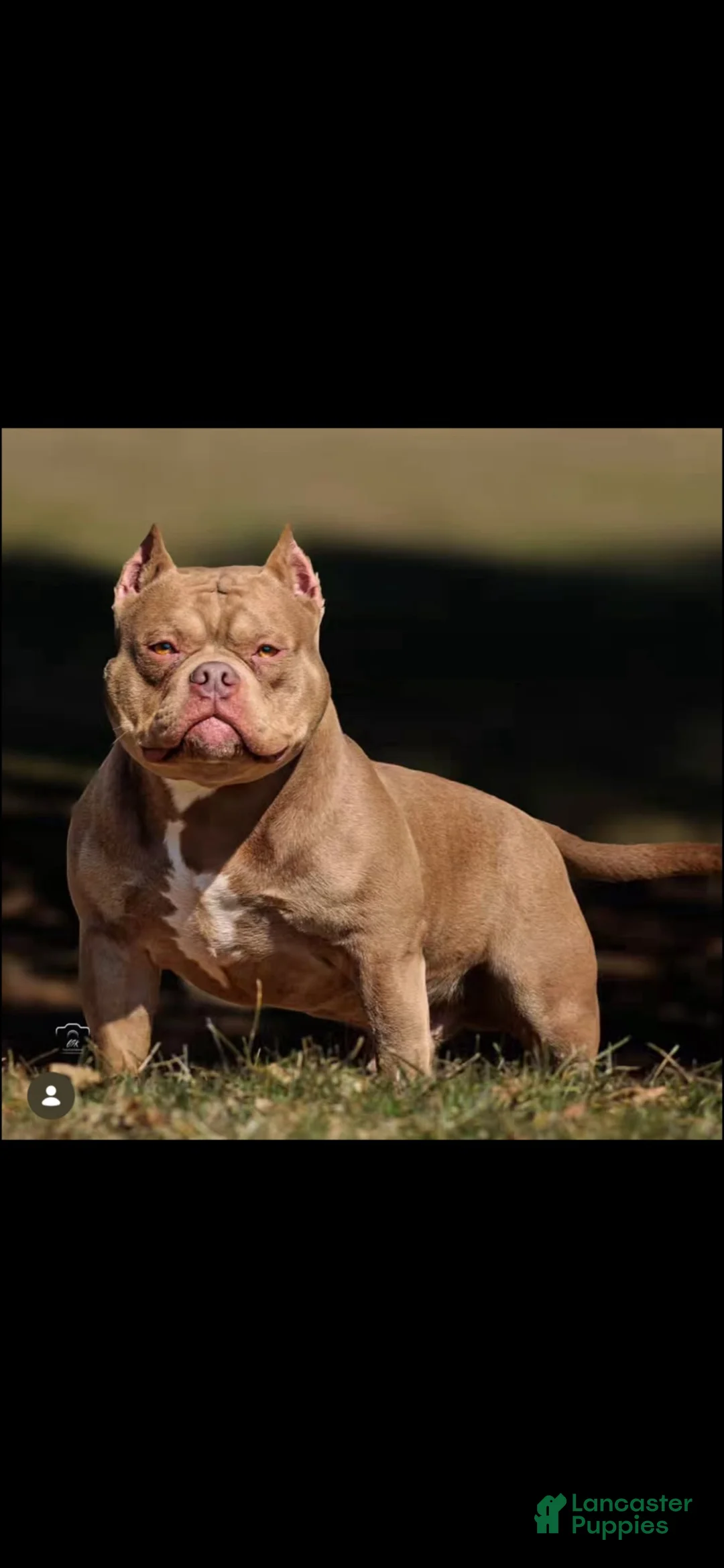 American Bully dogs for sale: American Bully 4 - Ad 3