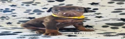 Doberman Pinscher dogs for sale: Daisy - Ad 1