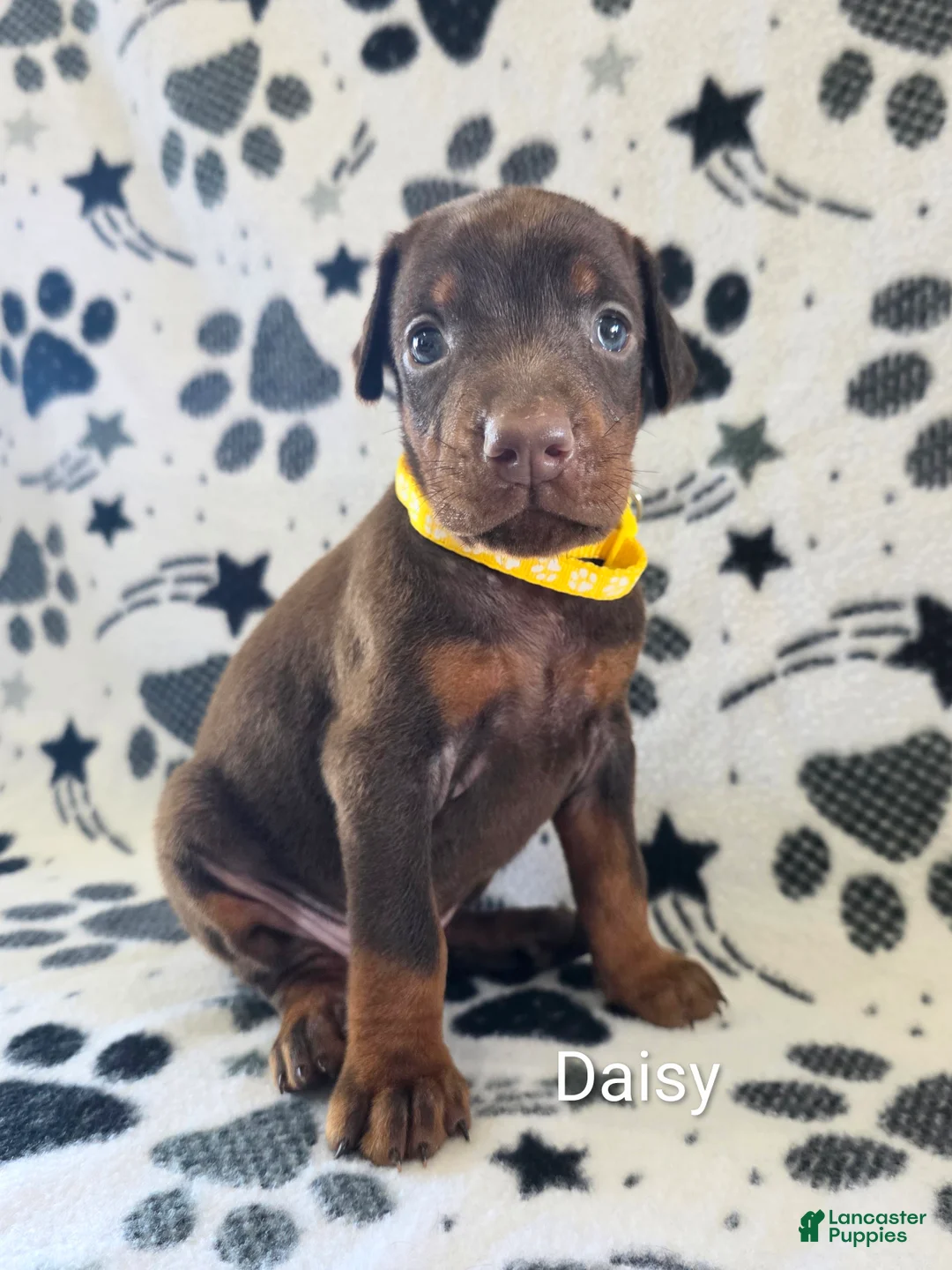 Doberman Pinscher dogs for sale: Daisy - Ad 1