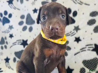 Doberman Pinscher dogs Daisy - Ad 2