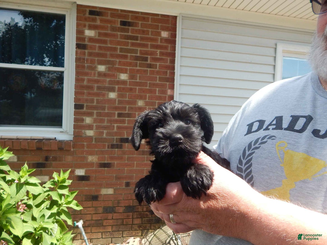 Gallery Image {{count}}