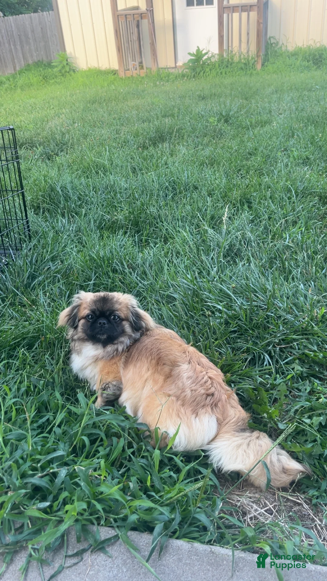 Pekingese dogs for sale: Pekingese Puppy 1 - Ad 2