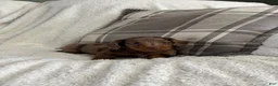 Miniature Dachshund dogs for sale: Puppy 1 - Ad 3