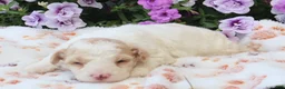 Mini Goldendoodle dogs for sale: Chester - Ad 9