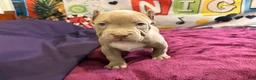American Bully dogs for sale: Twister  - Ad 11