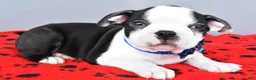 Boston Terrier dogs for sale: Sylis - Ad 5