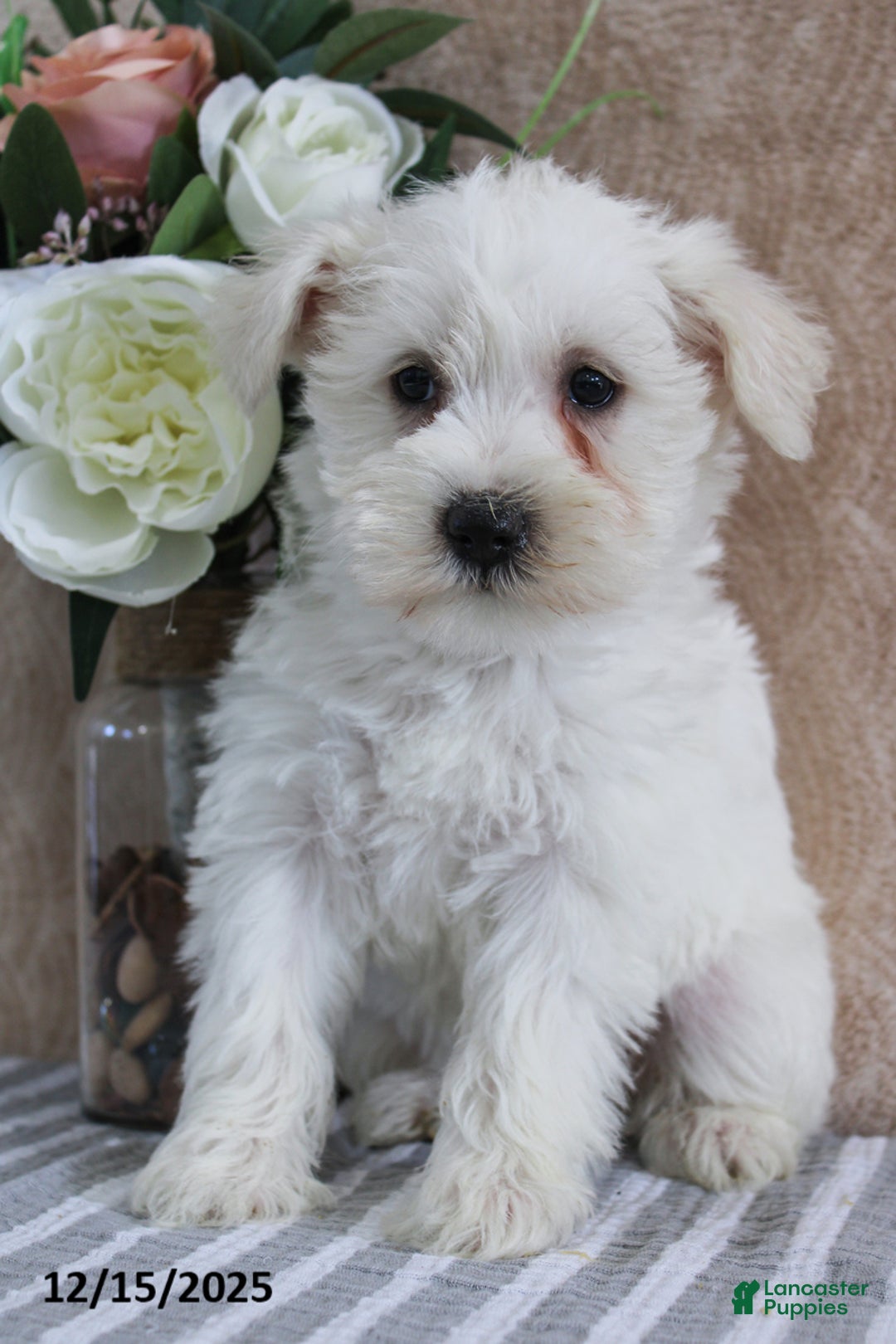 Miniature Schnauzer dogs for sale: Pearl - Ad 1