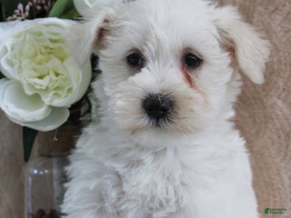 Miniature Schnauzer dogs Pearl - Ad 21