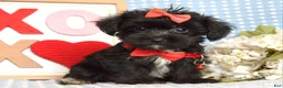 Yorkiepoo dogs for sale: Lexi - Ad 7