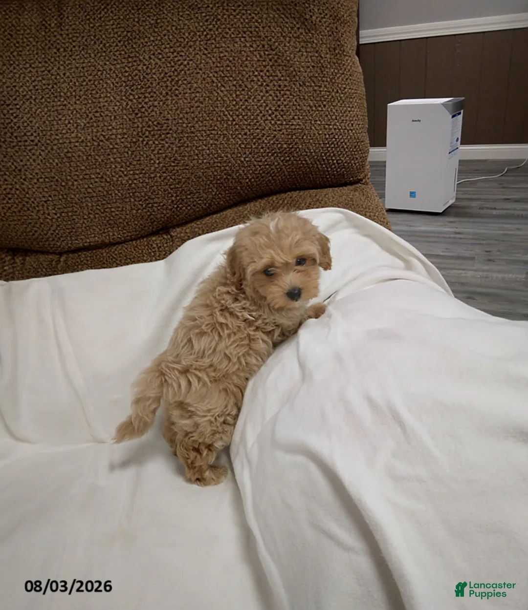Maltipoo dogs for sale: Dan - Ad 3