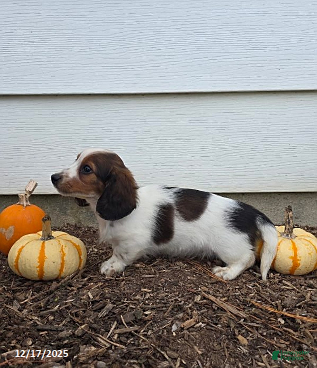 Miniature Dachshund dogs for sale: Shawn - Ad 4