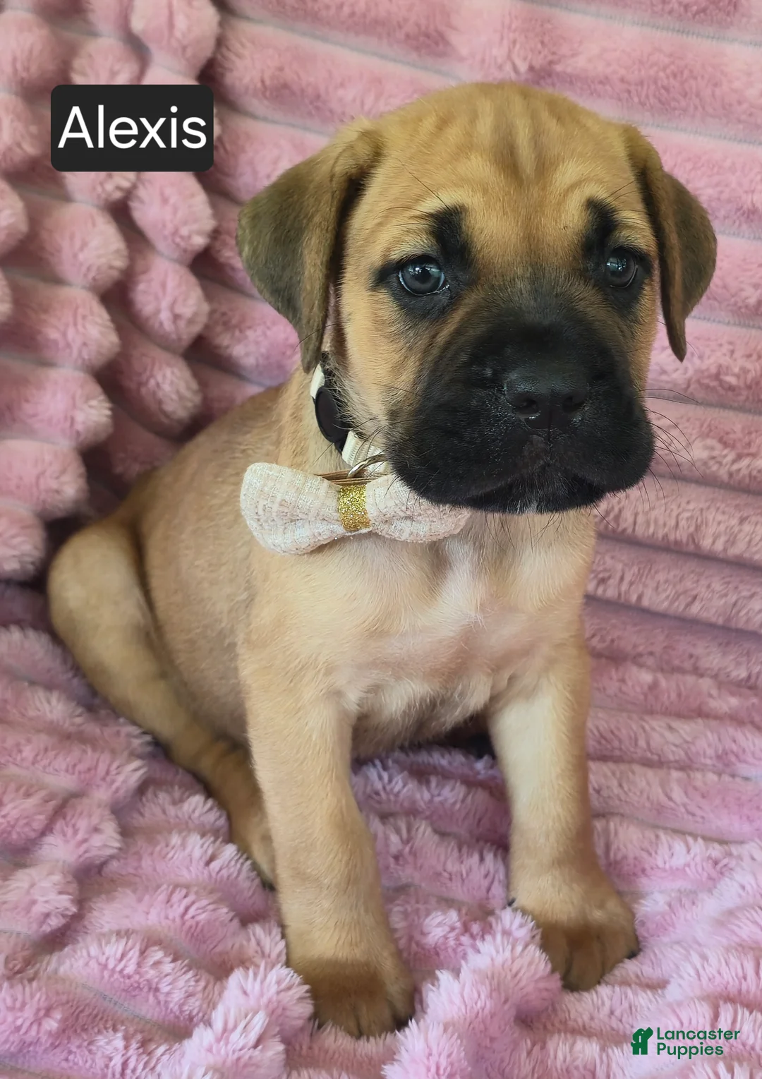 Cane Corso dogs for sale: Alexis - Ad 1
