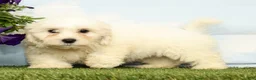 Teddy Bear dogs for sale: Kobe - Ad 2