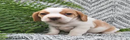 Mixed Breed dogs for sale: Peony - Ad 4