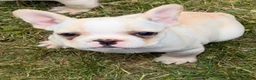 French Bulldog dogs for sale: Princess Puppy 2 - Ad 4