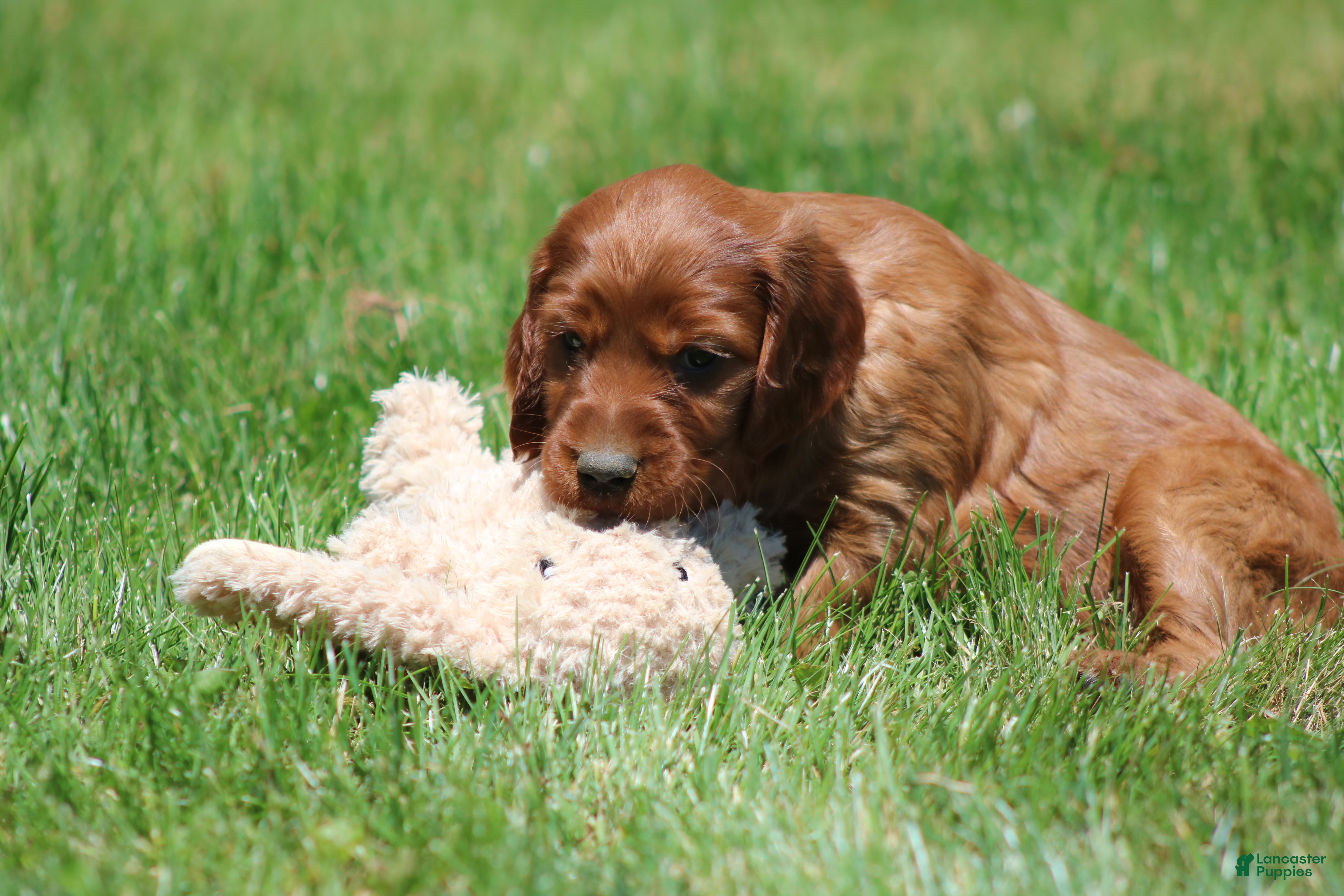 Irish Setter dogs for sale: Summer - Ad 4