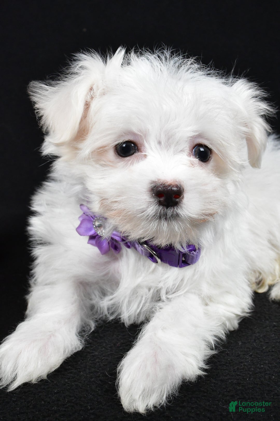 Maltese dogs for sale: Layla - Ad 5
