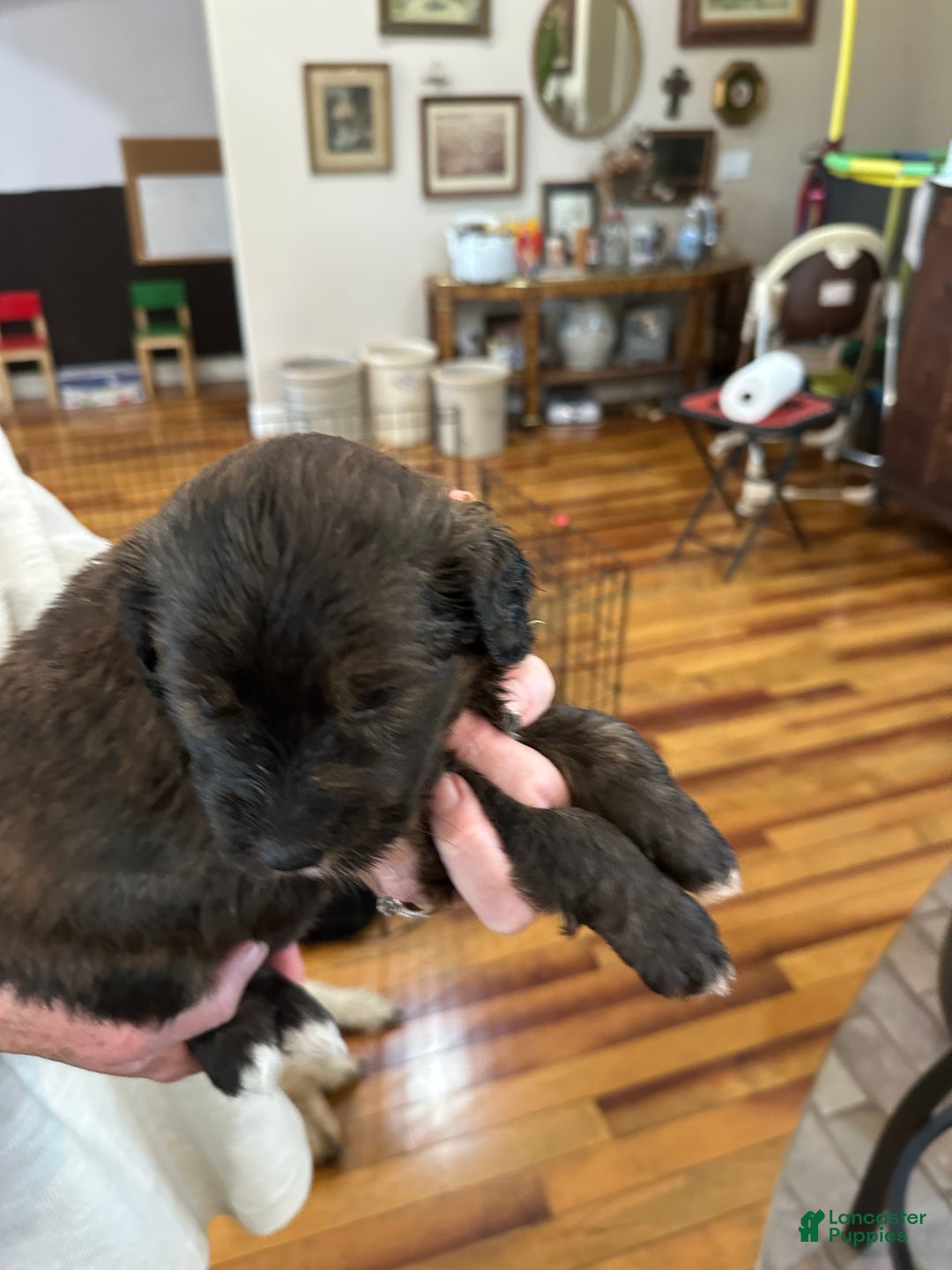 Mixed Breed dogs for sale: Female # 6 English Shepherd Doodle - Ad 6