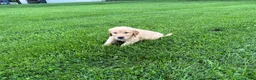 Golden Retriever dogs for sale: Meadow - Ad 7