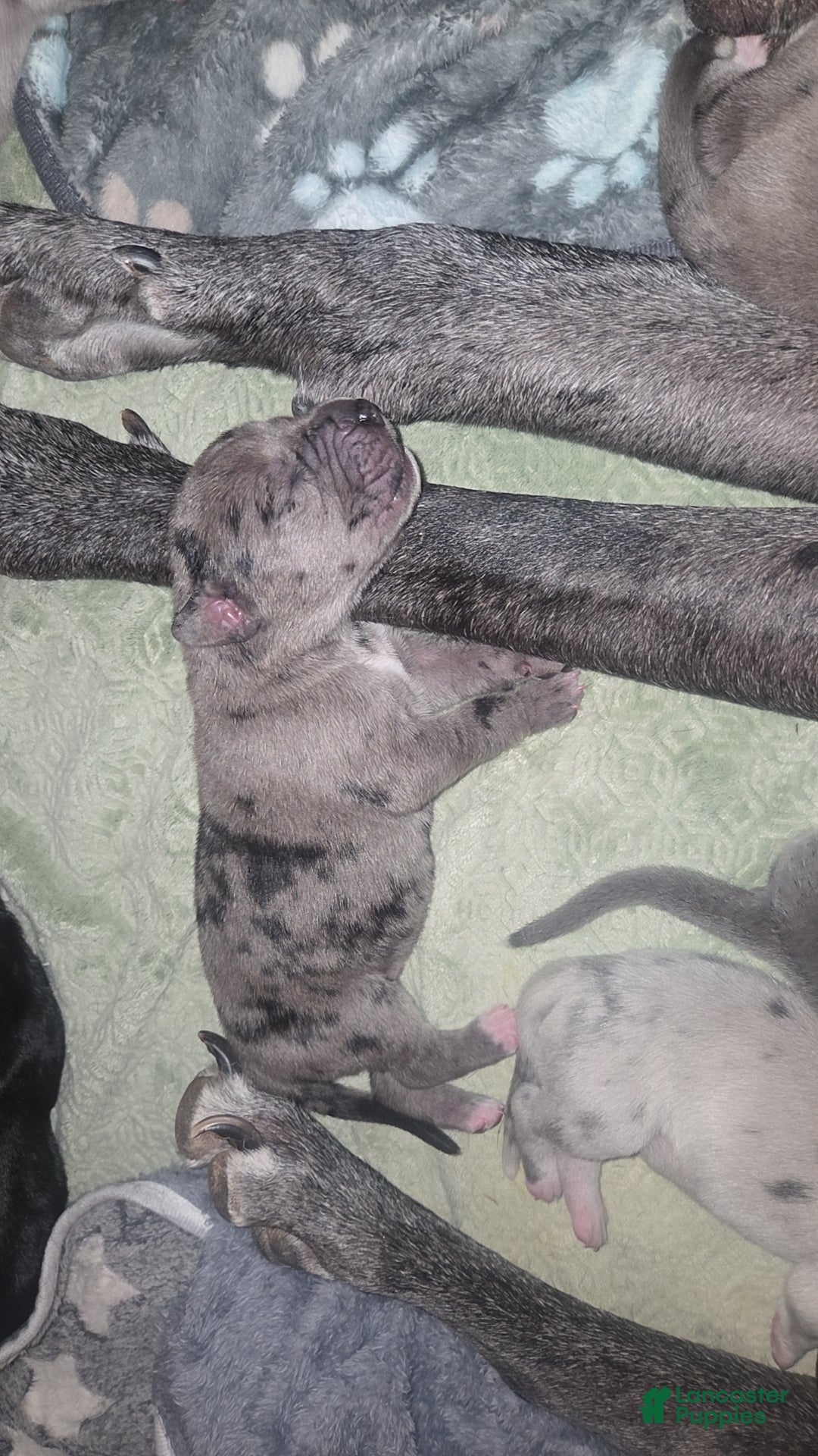 Mixed Breed dogs for sale: Mixed Breed Puppy 3 - Ad 1