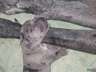 Mixed Breed dogs Mixed Breed Puppy 3 - Ad 30