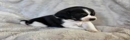 Puggle dogs for sale: Tulip - Ad 5