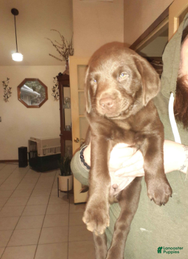 Labrador Retriever dogs Chocolate Male 3 - Ad 32