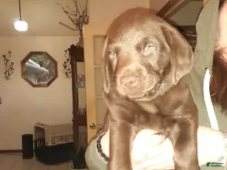Labrador Retriever dogs Chocolate Male 3 - Ad 32