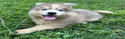 Siberian Husky dogs for sale: ROBBIE - Ad 13