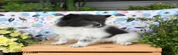 Pomeranian dogs for sale: Chippy - Ad 4