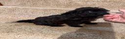 Yorkiepoo dogs for sale: Jinx - Ad 5