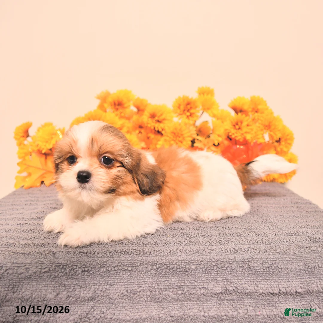 Shih Tzu dogs for sale: George - Ad 5