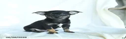 Chihuahua dogs for sale: Jace - Ad 3