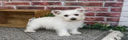 West Highland Terrier dogs for sale: Delight - Ad 2