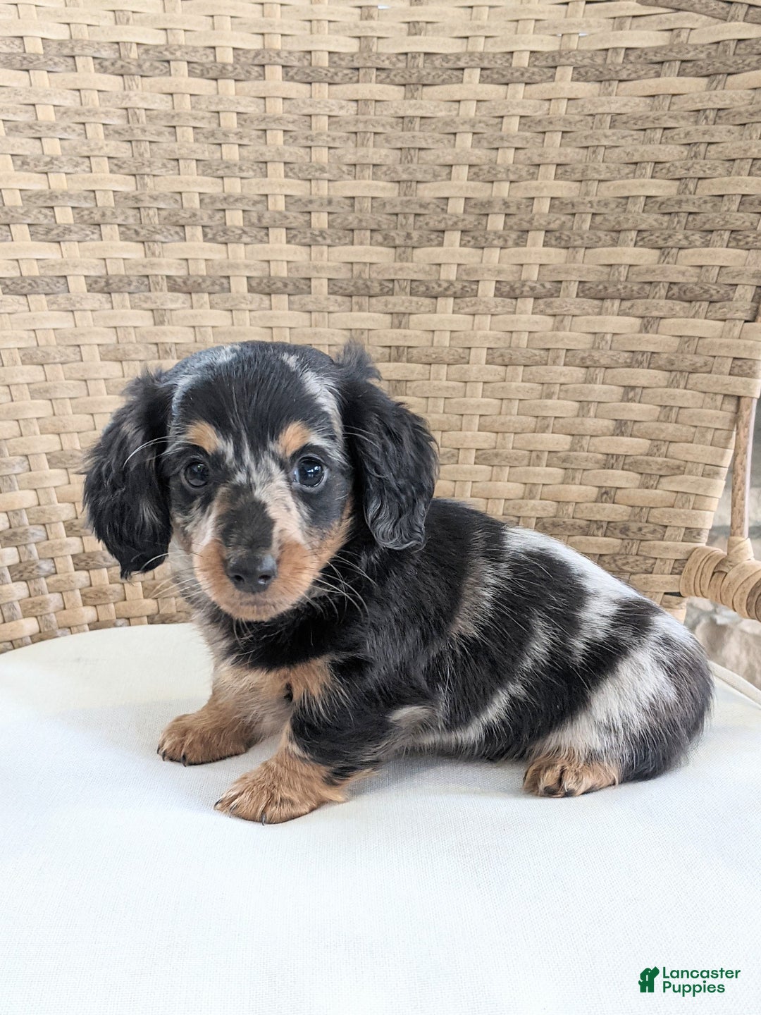 Miniature Dachshund dogs for sale: Freddie  - Ad 2
