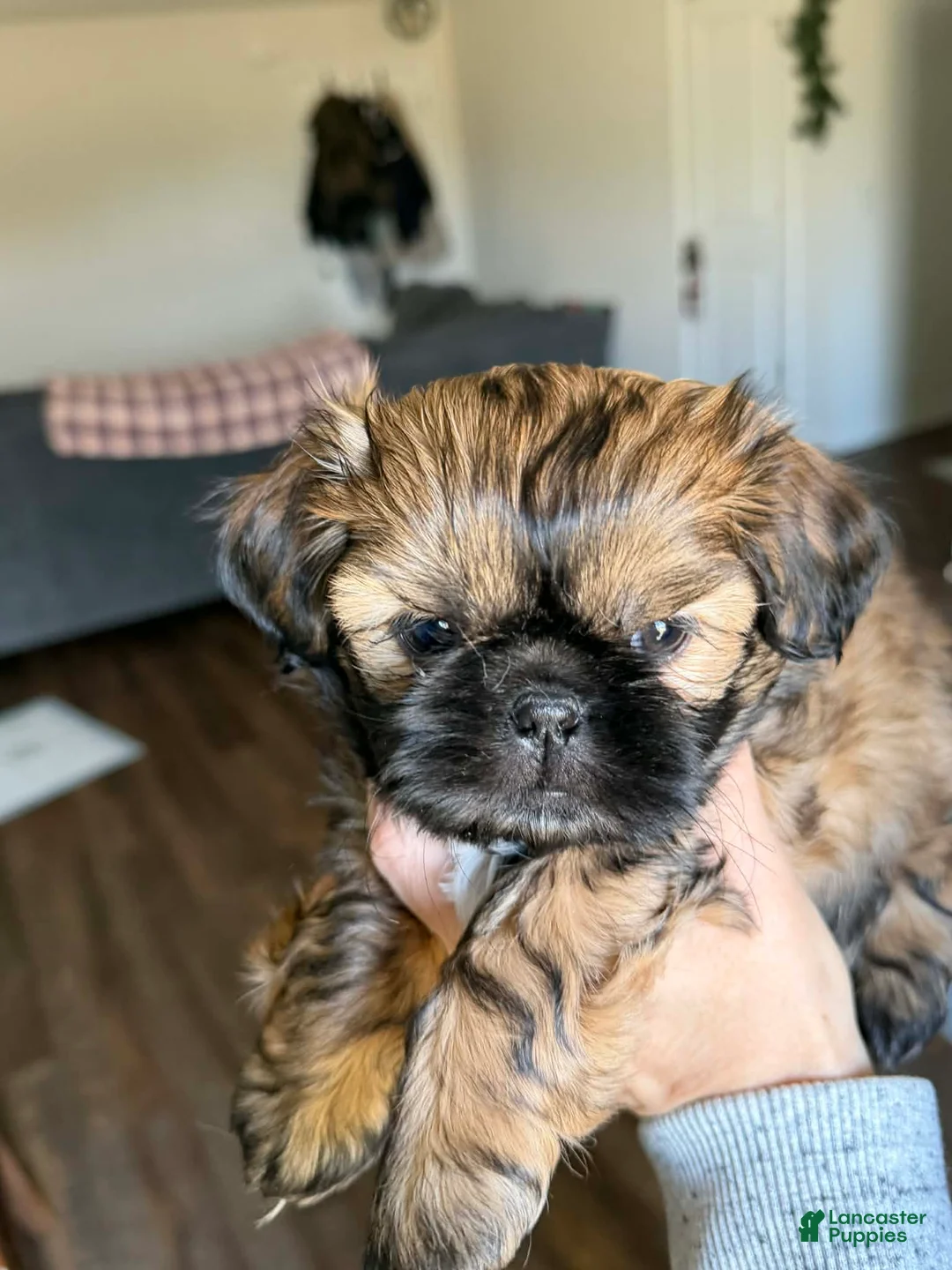 Shih Tzu dogs for sale: Dallas - Ad 16